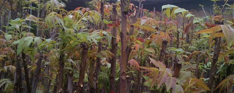 大棚香椿一亩地种植多少棵产量多少