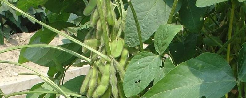 郑豆1307品种介绍