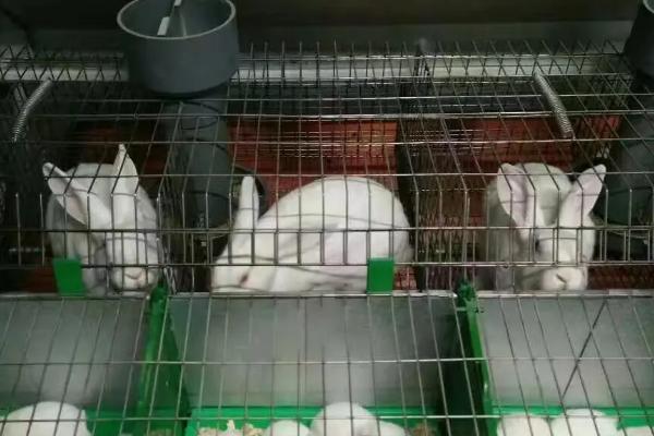 怎么建造最实用的兔舍