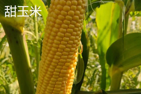 甜玉米从种植到收获需要多久