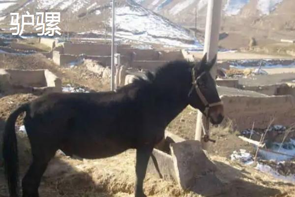 驴和马如何交配