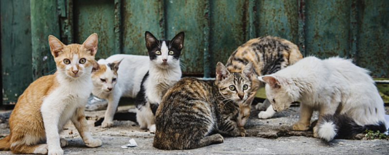 流浪猫怎么过冬