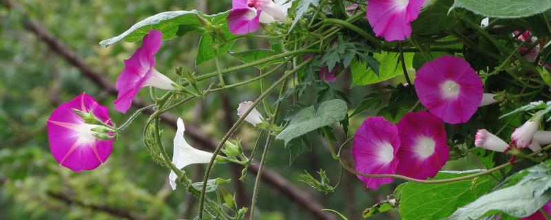 矮牵牛和牵牛花的区别