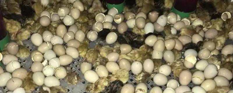 芦丁鸡孵化湿度
