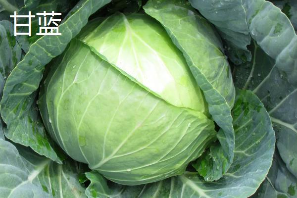 哪些瓜果蔬菜适合现在播种