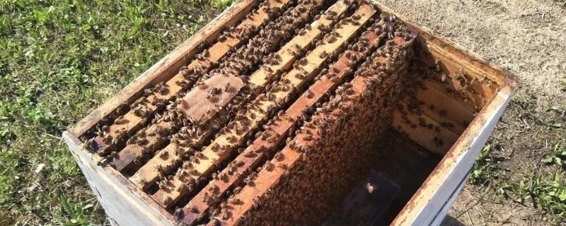 怎么引蜂王进蜂箱