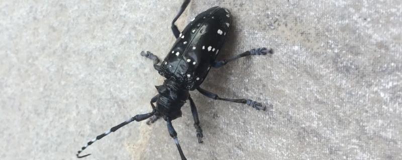天牛会飞吗