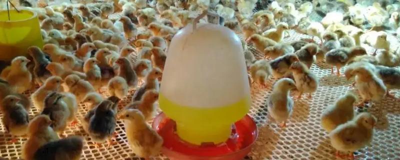 小鸡苗怎么养成活率高