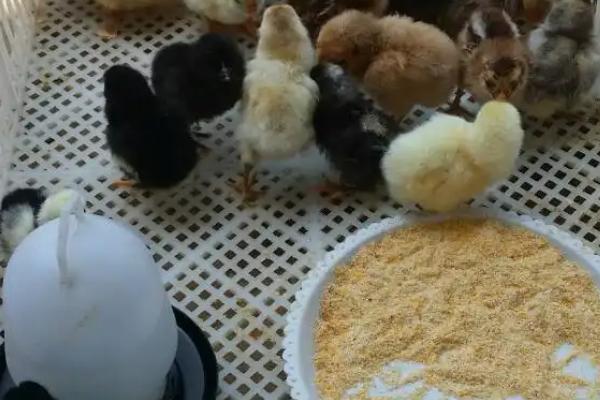如何饲养才能提高小鸡苗的成活率