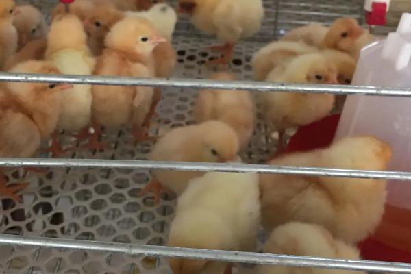 如何饲养才能提高小鸡苗的成活率
