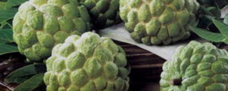 释迦树几年结果
