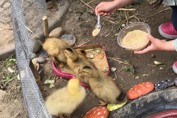 小鸭子生病了吃什么药