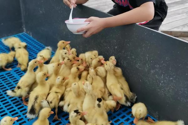 小鸭子生病了吃什么药