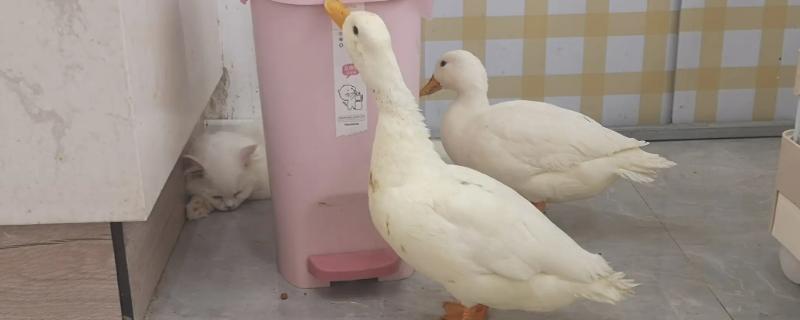 柯尔鸭怎么养