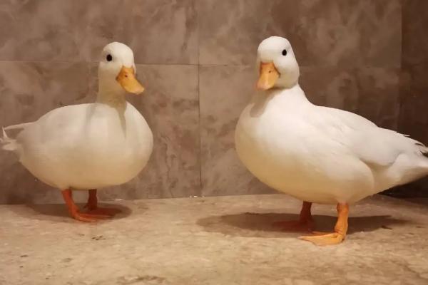 柯尔鸭怎么养