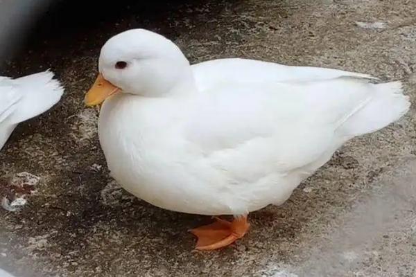 柯尔鸭的食物