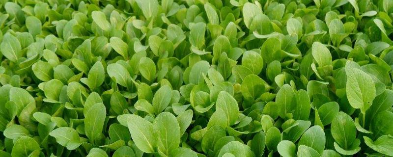小白菜的生长过程记录