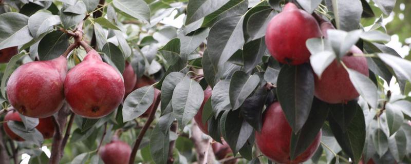 红啤梨种植条件