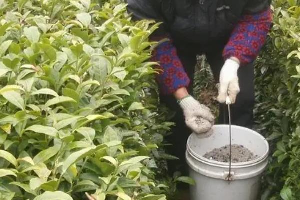 氮肥高效施用的原则