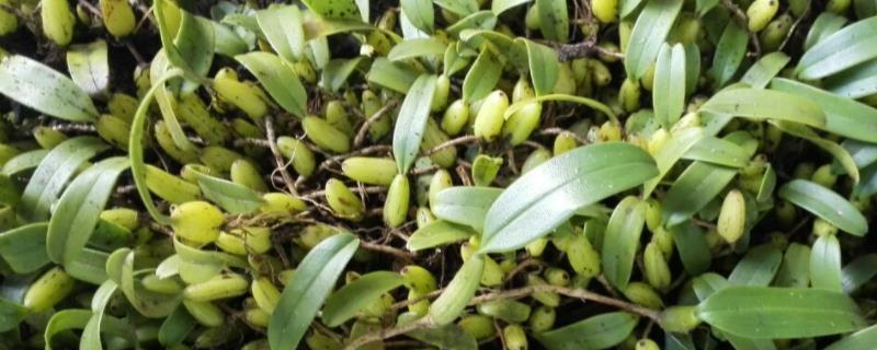 石橄榄种植技术
