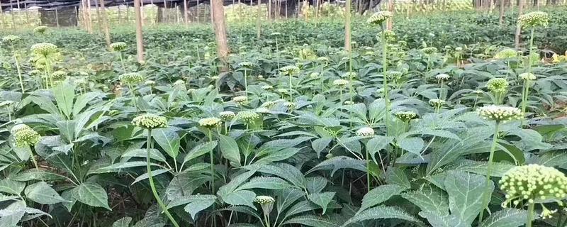 田七的种植方法