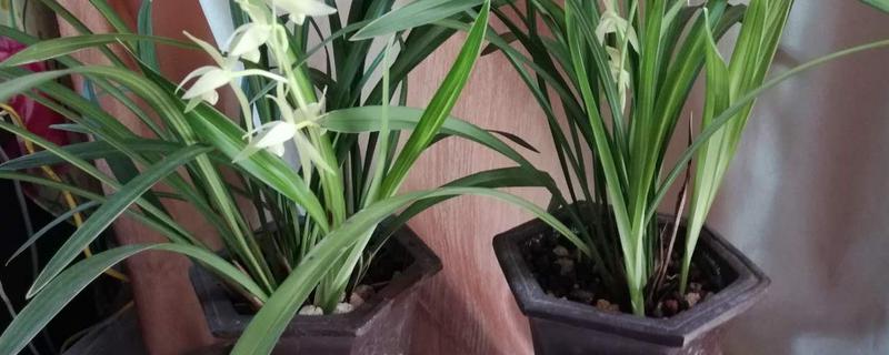 素心兰几月开花