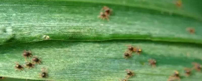 玉米红蜘蛛什么时候防治最好