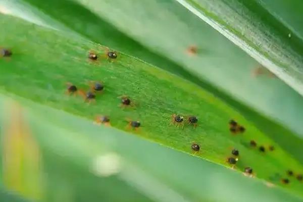 玉米红蜘蛛什么时候防治最好
