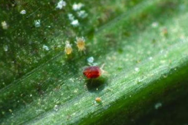 玉米红蜘蛛什么时候防治最好