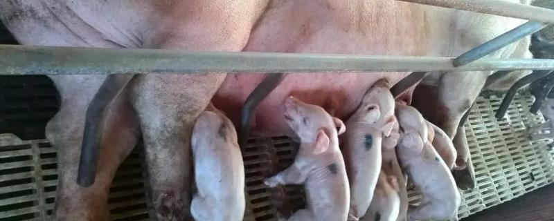 母猪产后第一顿吃什么