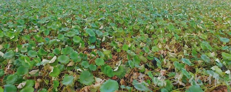 旱地莲藕种植技术