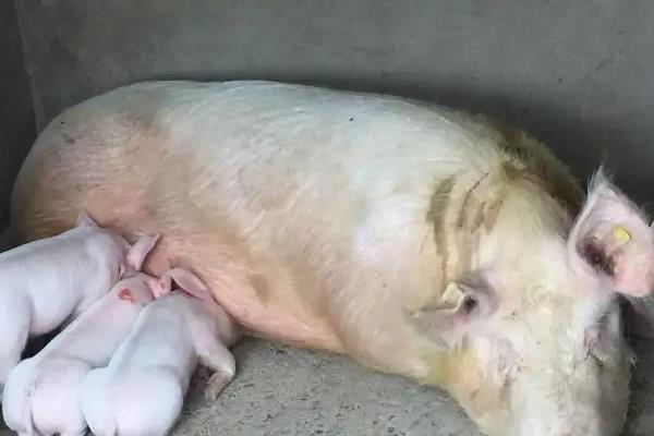 母猪产后不吃食最有效的方法