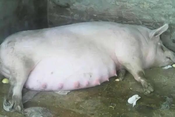母猪临产前有什么征兆