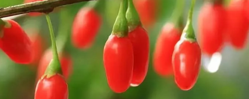 枸杞籽怎么种小盆栽