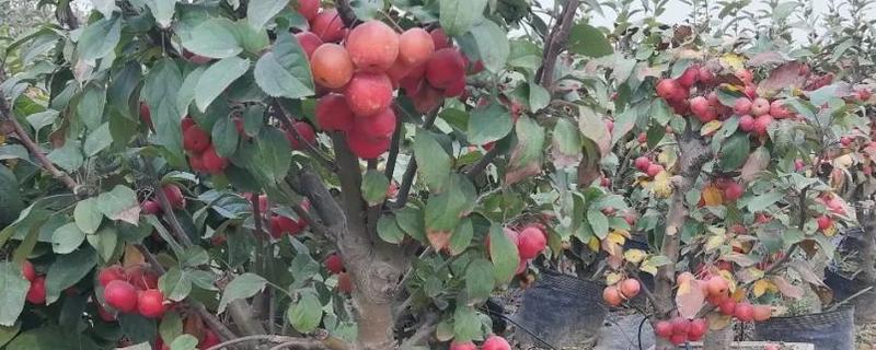 山楂籽怎么快速种