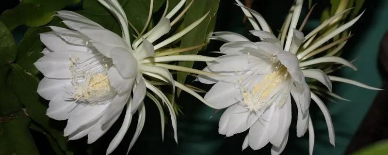 昙花和火龙果花的区别