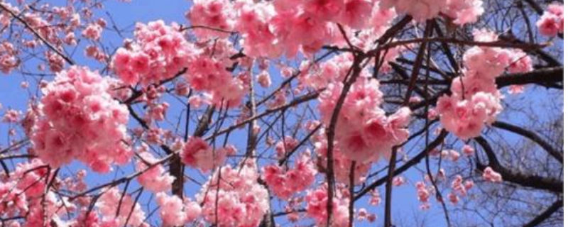 李花和樱花的区别
