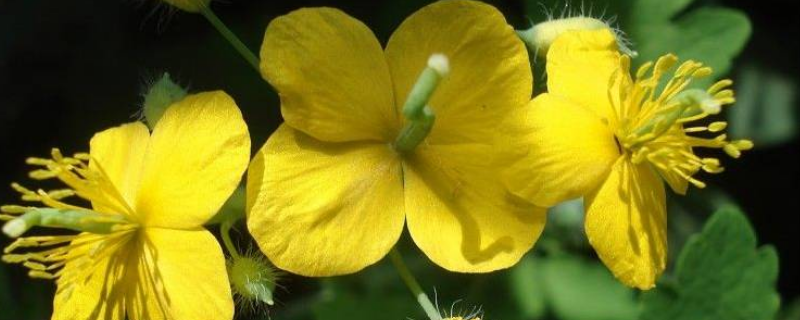 秃疮花和白屈菜的区别