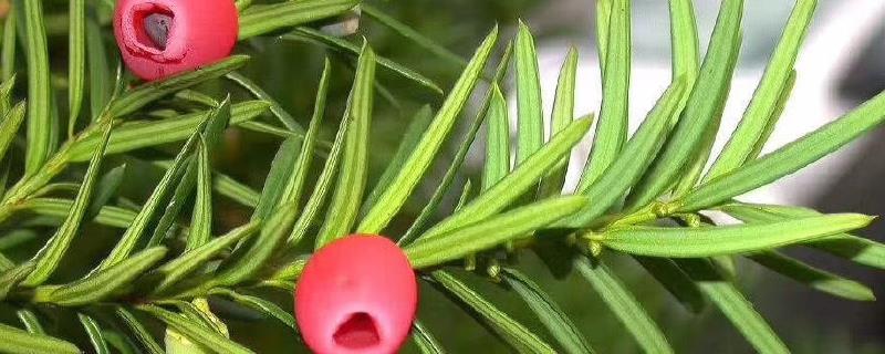 红豆杉几年结果
