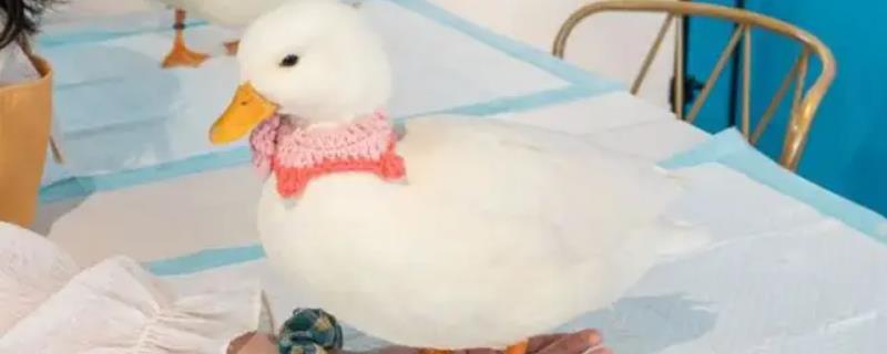 柯尔鸭和普通的鸭子有什么区别