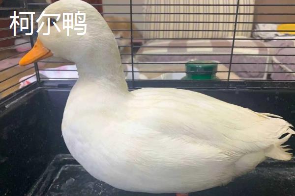 柯尔鸭和普通的鸭子有什么区别