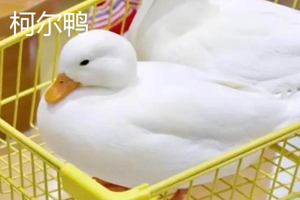 柯尔鸭和普通的鸭子有什么区别