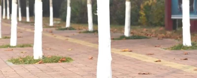 果树什么时候打石硫合剂合适