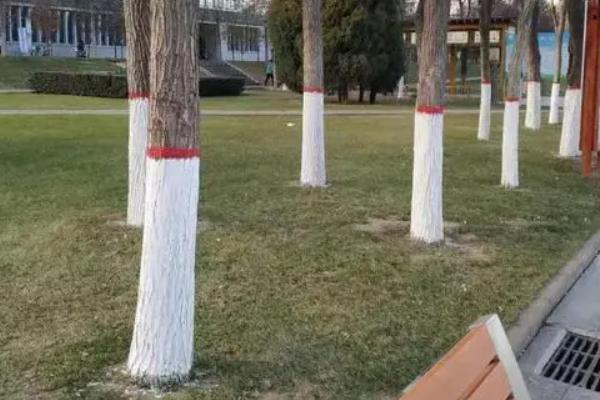 果树什么时候打石硫合剂合适
