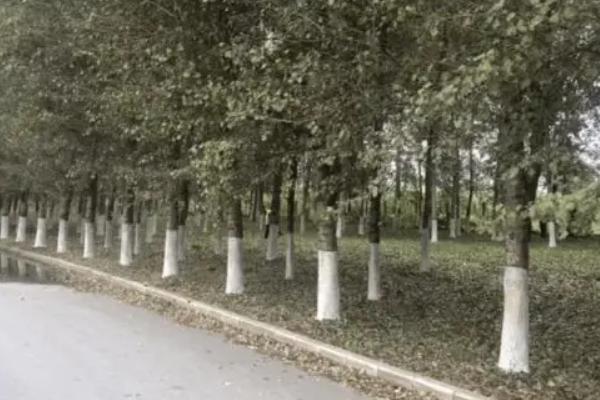 果树什么时候打石硫合剂合适