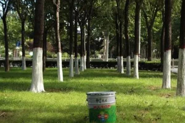 石硫合剂使用方法和注意事项