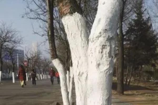 石硫合剂使用方法和注意事项