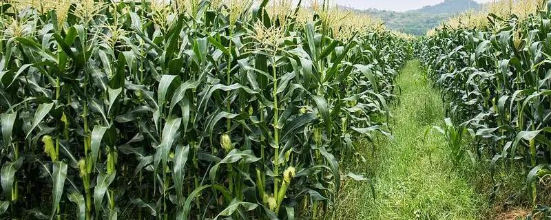 金苑玉z658玉米种子简介