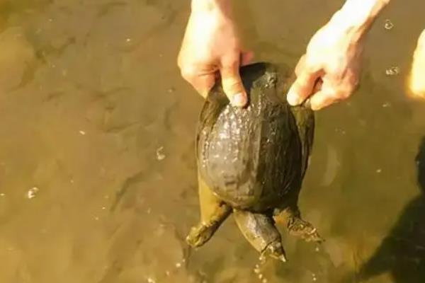 河里的野生甲鱼都躲在哪里啊