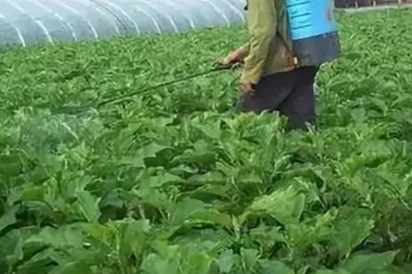 叶面肥什么时候打效果好